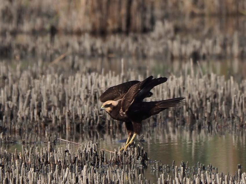 Falco di Palude